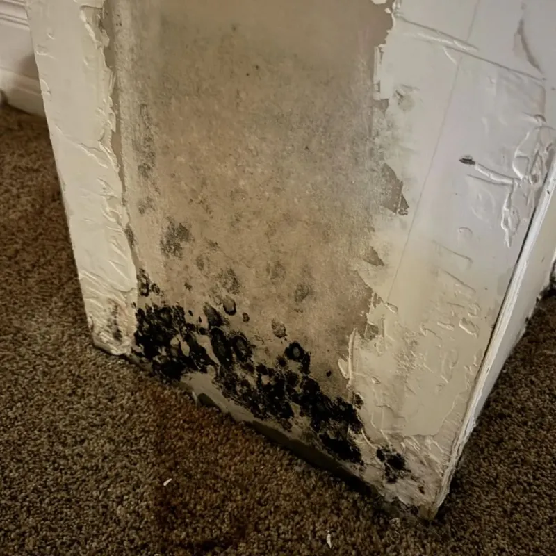 Professional Mold Removal in Hitchcock County, NE